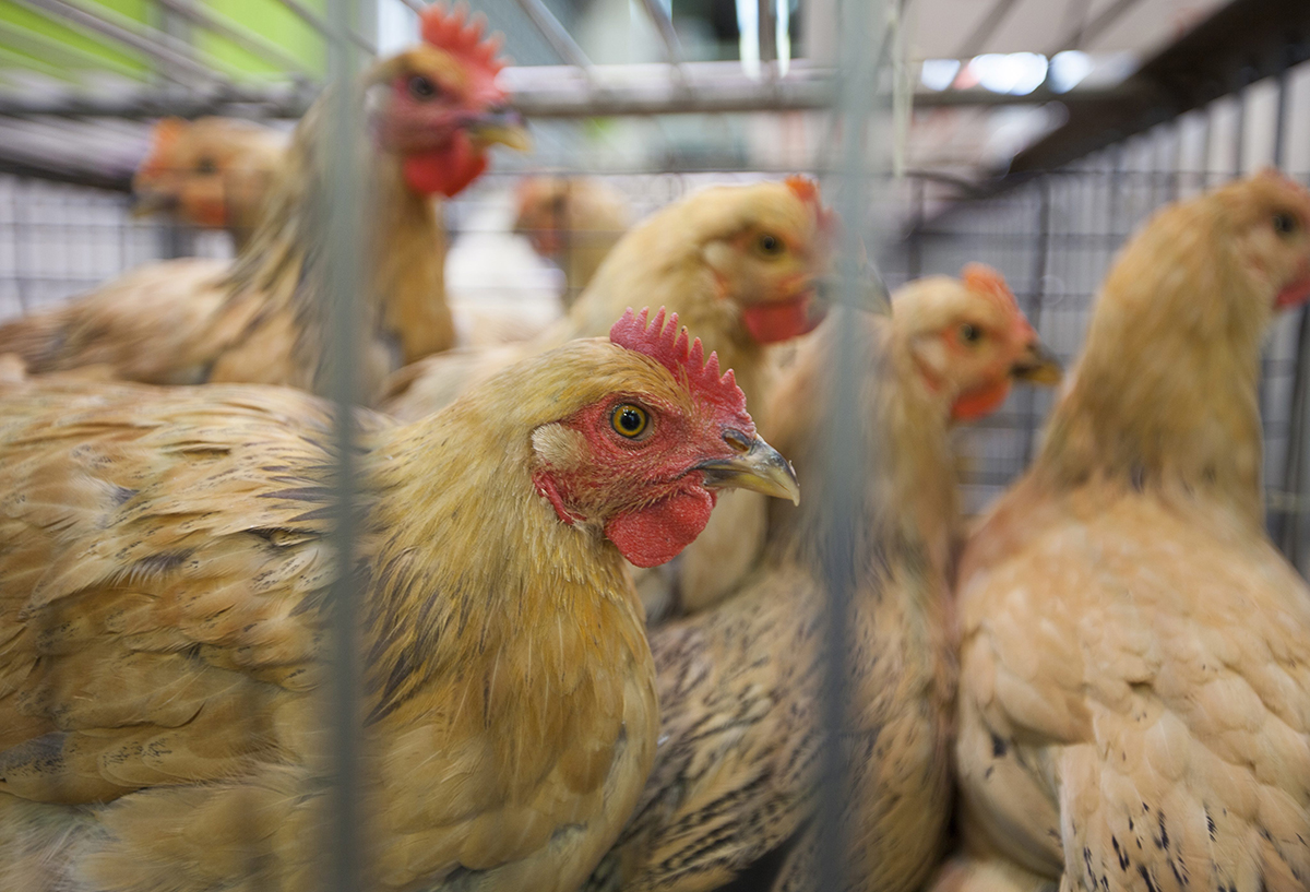 Live poultry sales ban from May 1 Macau Business