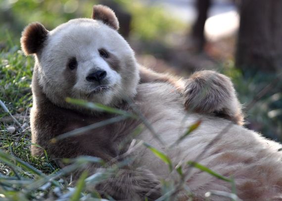 World's only captive brown panda succeeds in natural mating