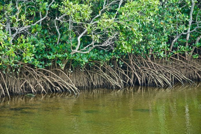 Special report - More mangroves to protect the coast | Macau Business